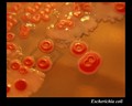 escherichia coli